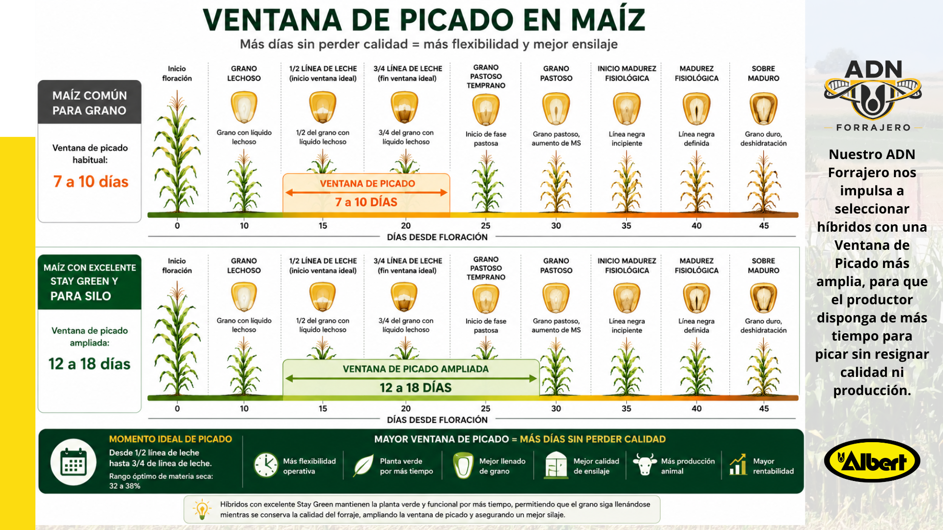 Infografía Ventana de Picado en Maíz — Maíz común para grano 7 a 10 días vs Maíz con Stay Green para silo 12 a 18 días — Albert Semillas ADN SILERO