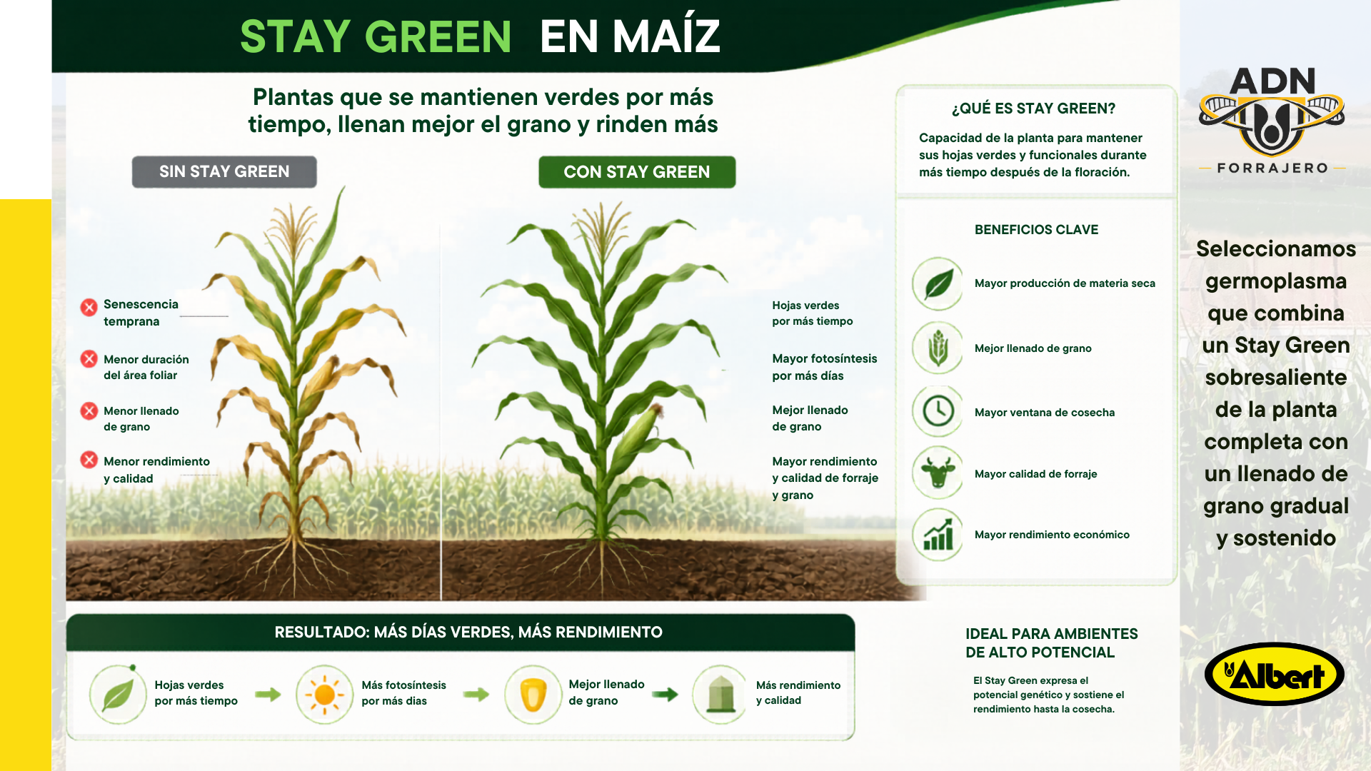 Infografía Stay Green en Maíz — Comparación Sin Stay Green vs Con Stay Green — Albert Semillas ADN SILERO